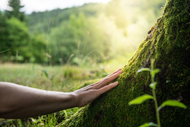 How Our Tree Care Process Works  in  Bruceville Eddy, TX